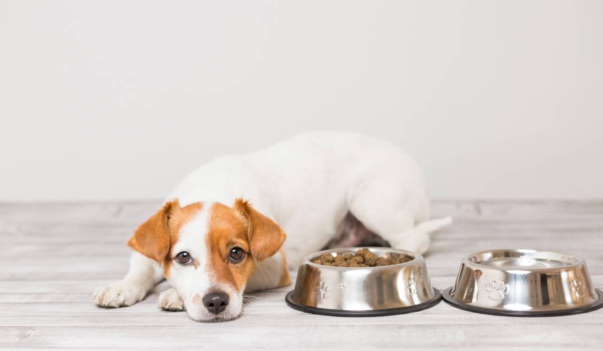 cute-small-dog-sitting-and-waiting-to-eat-his-bowl-2024-11-03-00-22-20-utc (1)