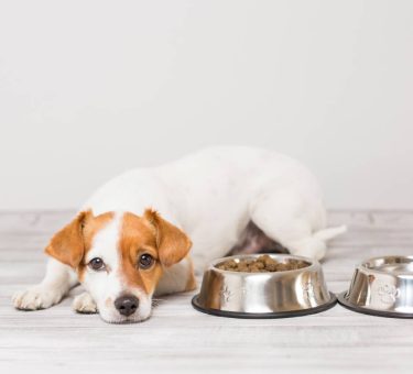 cute-small-dog-sitting-and-waiting-to-eat-his-bowl-2024-11-03-00-22-20-utc (1)