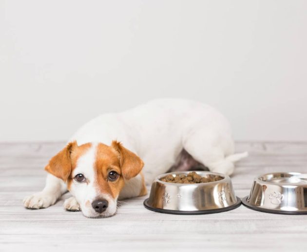 cute-small-dog-sitting-and-waiting-to-eat-his-bowl-2024-11-03-00-22-20-utc (1)