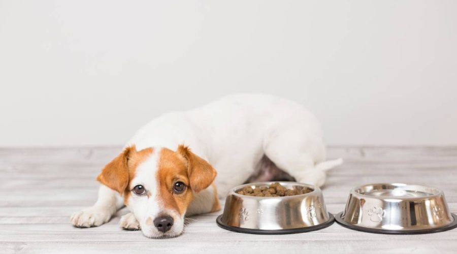 cute-small-dog-sitting-and-waiting-to-eat-his-bowl-2024-11-03-00-22-20-utc (1)