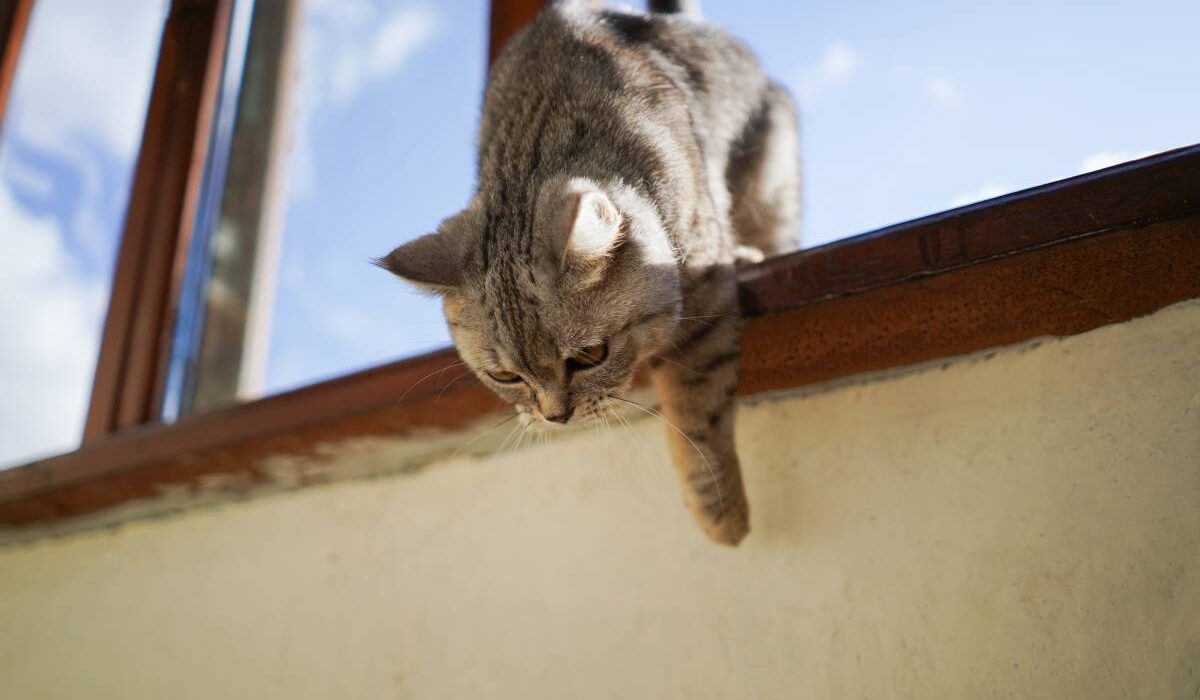 Portrait of a beautiful cat. Cute Cat Portrait. Happy Pet.