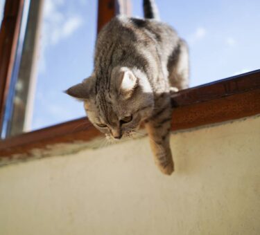 Portrait of a beautiful cat. Cute Cat Portrait. Happy Pet.