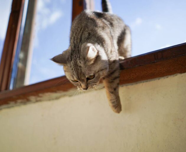 Portrait of a beautiful cat. Cute Cat Portrait. Happy Pet.