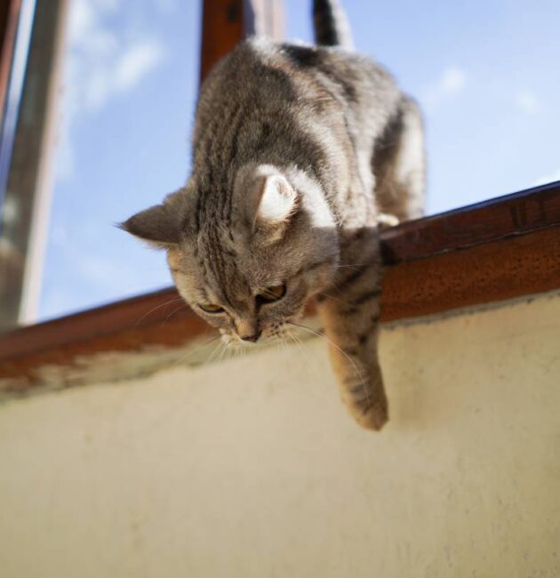 Portrait of a beautiful cat. Cute Cat Portrait. Happy Pet.
