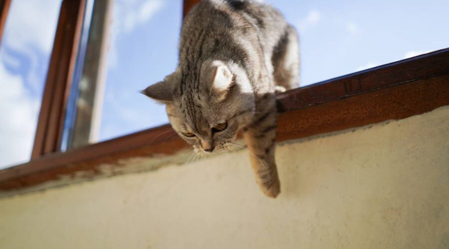 Portrait of a beautiful cat. Cute Cat Portrait. Happy Pet.